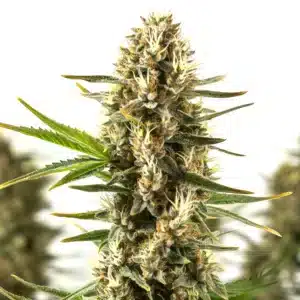 Thai Dream cannabis cola with airy sativa structure and resin-coated buds.