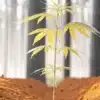 Young cannabis plant growing in rich brown soil under forest light.