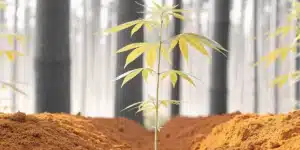 Young cannabis plant growing in rich brown soil under forest light.