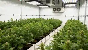 Amnesia Bubba Autoflower F1: Indoor Cultivation Under LED Lighting.