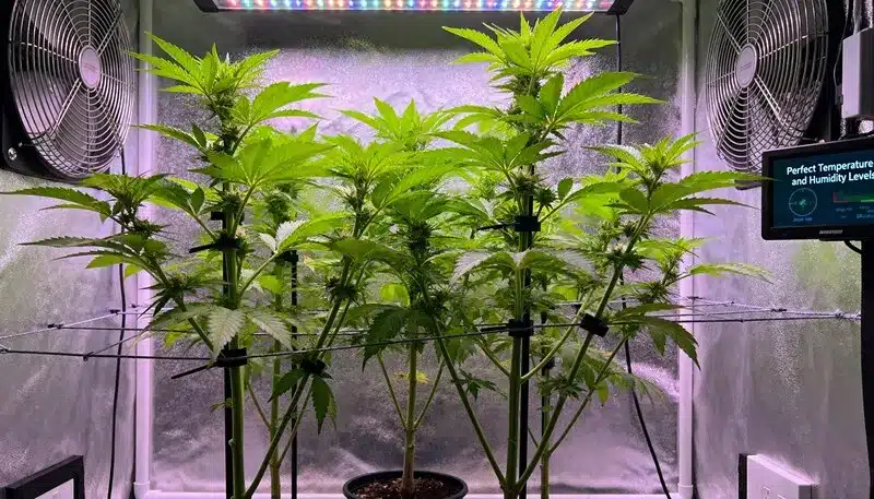 Amnesia Lemon Regular plants developing indoors under LED lighting and perfect climate control, showing growth and balanced hybrid structure.