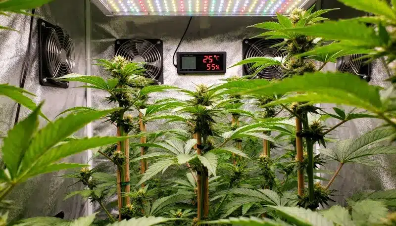 Amnesia x Kali Mist growing under LED lighting in a controlled environment at 25°C, with healthy green leaves and strong central colas during flowering.