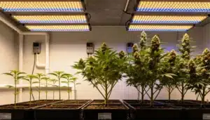 Auto CBD Med Go Growth Stages Under Full-Spectrum LEDs.