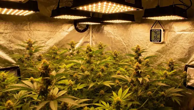 Badazz Cheese flowering indoors under LED lights, developing compact, resinous buds with intense aroma and high THC for a relaxing experience.