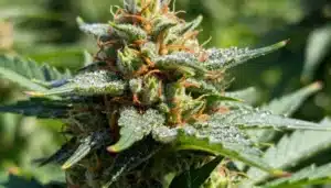 Badazz Cheese bud glistening with trichomes.