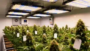 Banana Kush Auto Indoor Cultivation Under Full-Spectrum LED Lights.