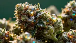 Banana Split Resinous Trichomes and Terpenes.