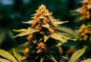 Big Jack Widow Auto Crystal Trichomes and Powerful Aromas.