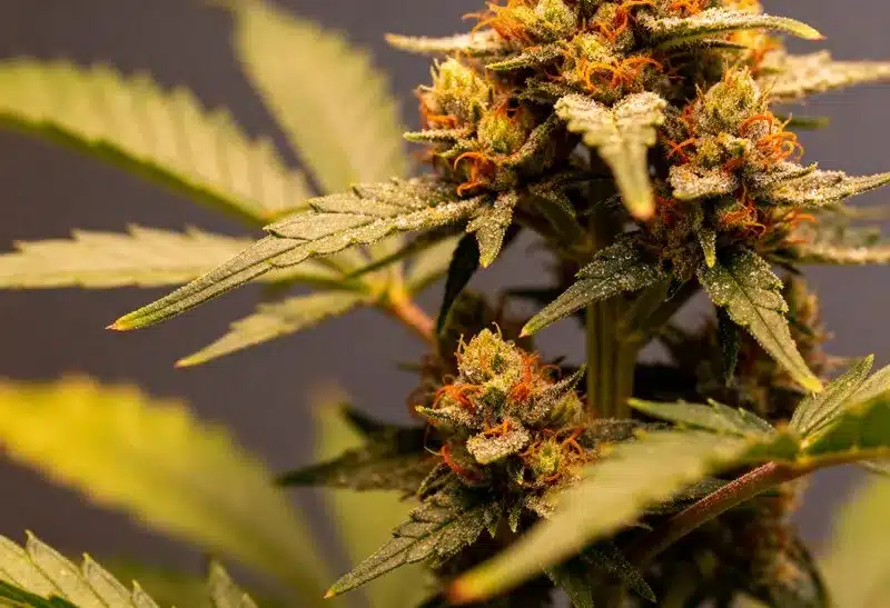 Big Jack Widow Auto Resinous Buds and Crystal Trichomes.