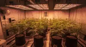 Black Demon OG Indoor Cultivation Under LED Grow Lights.