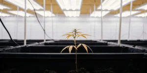 Petite plante de cannabis jaunissante dans une salle de culture intérieure équipée de lampes LED.
