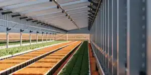 Automated greenhouse with long linear crop rows under a translucent roof equipped with overhead irrigation rails.