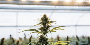 Gros plan d’un bourgeon de cannabis mûr sous lumière intense dans une serre moderne.