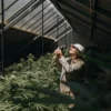cannabis expert observing plant development in greenhouse