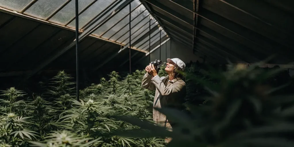 cannabis expert observing plant development in greenhouse