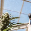 cannabis flowering plant being measured with lab device under sunlight