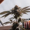 Close-up of a flowering cannabis top inside a sunlit greenhouse with mature buds and colorful leaves.