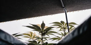 Cannabis hydroponic canopy from below showing young plants reaching toward bright diffused greenhouse light.