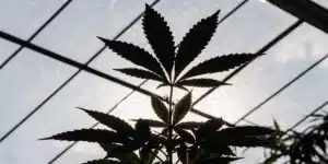 Silhouette of a cannabis leaf inside a greenhouse with the sun shining brightly behind it.