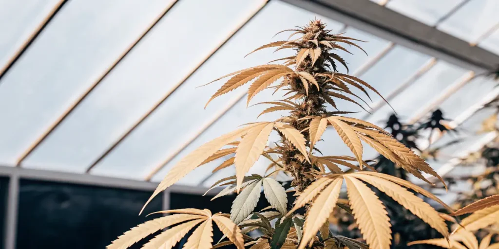 Feuilles jaunies d’une plante de cannabis cultivée en serre sous lumière naturelle filtrée.