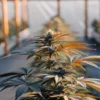 cannabis plant growing in greenhouse with sunlight