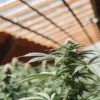 cannabis plant growing under wooden greenhouse roof