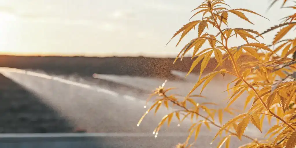 cannabis plant irrigation at sunset