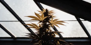 Close-up of a cannabis plant silhouetted against a sunlit greenhouse roof.
