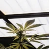 Cannabis-plante-eclairage-led-serre sous des lampes LED blanches en environnement contrôlé.