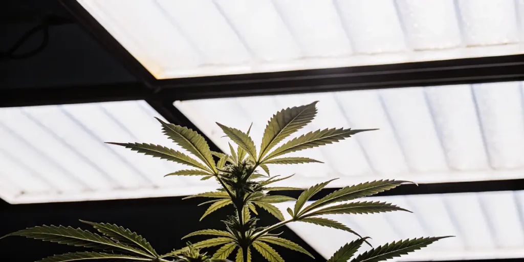 Cannabis-plante-eclairage-led-serre sous des lampes LED blanches en environnement contrôlé.