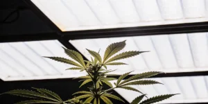 Cannabis-plante-eclairage-led-serre sous des lampes LED blanches en environnement contrôlé.