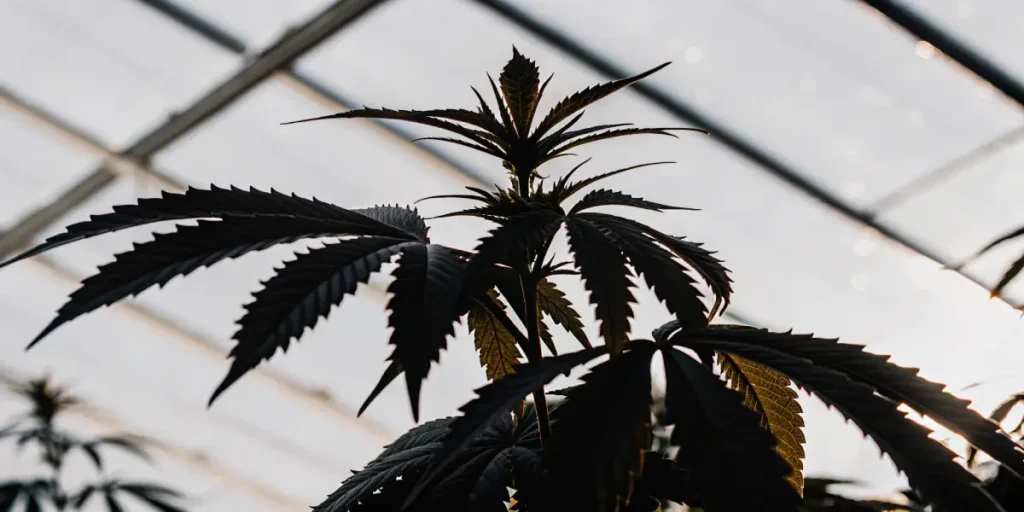 Feuilles sombres d’une plante de cannabis dans une serre illuminée
