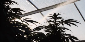 cannabis plants being irrigated in greenhouse under sunlight