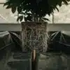 cannabis root system in fabric pot greenhouse