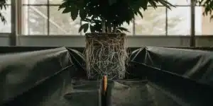 cannabis root system in fabric pot greenhouse