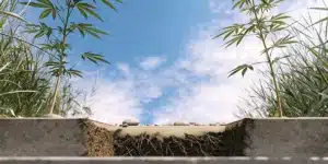 Subterranean view of a young cannabis plant showing its root system within layered soil blocks outdoors.