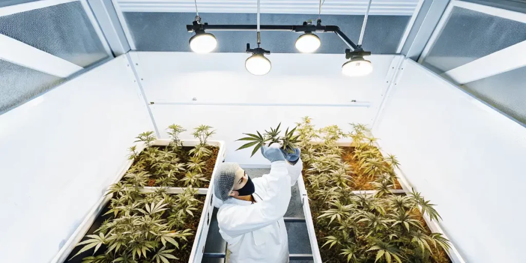 cannabis scientist working in controlled grow room