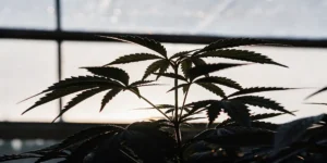 Silhouette of a young cannabis plant inside a greenhouse with sunlight shining through the panels.