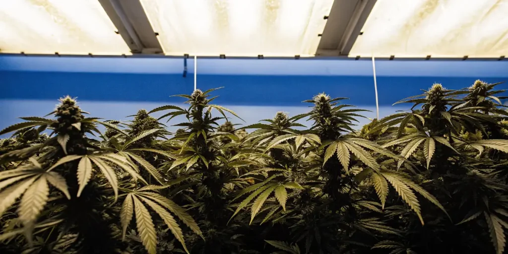 Plantes de cannabis en pleine floraison sous des lampes de culture intenses dans une salle de production intérieure.