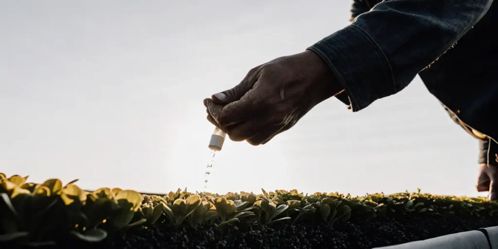 Geste précis d’un cultivateur versant un engrais organique liquide sur de jeunes plants en pleine lumière.