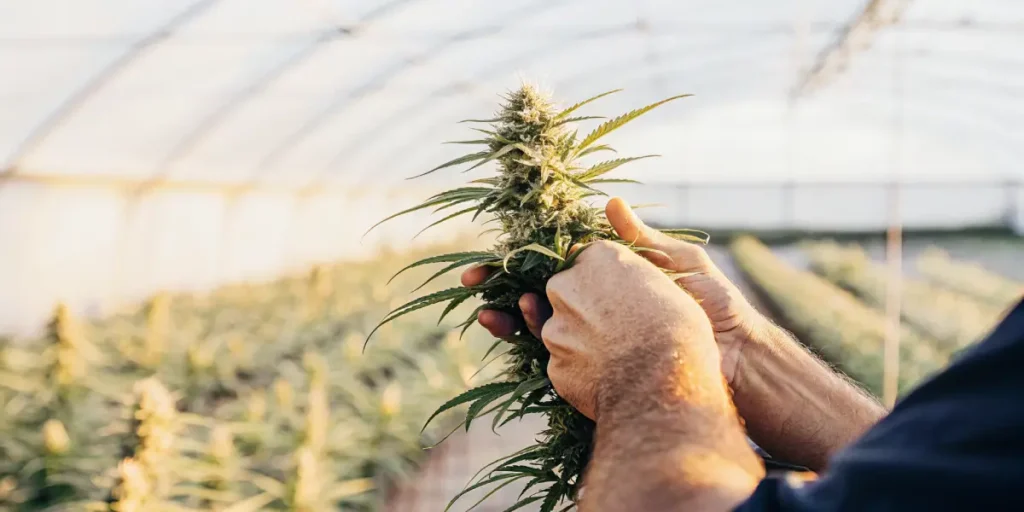 farmer inspecting cannabis buds in greenhouse under sunlight