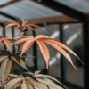 feuillage rouge cannabis en serre avec feuilles colorées sous lumière naturelle