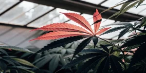 Gros plan d'une feuille de cannabis rouge éclairée par la lumière naturelle dans une serre moderne