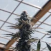 frosty cannabis bud in greenhouse under natural light