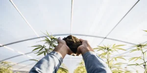 Gardener holding a handful of soil above young cannabis plants inside a greenhouse.
