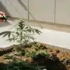 gardener spraying cannabis plant with natural foliar solution outdoors