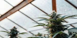 Macro shot of a mature cannabis cola growing in a greenhouse under natural filtered light.
