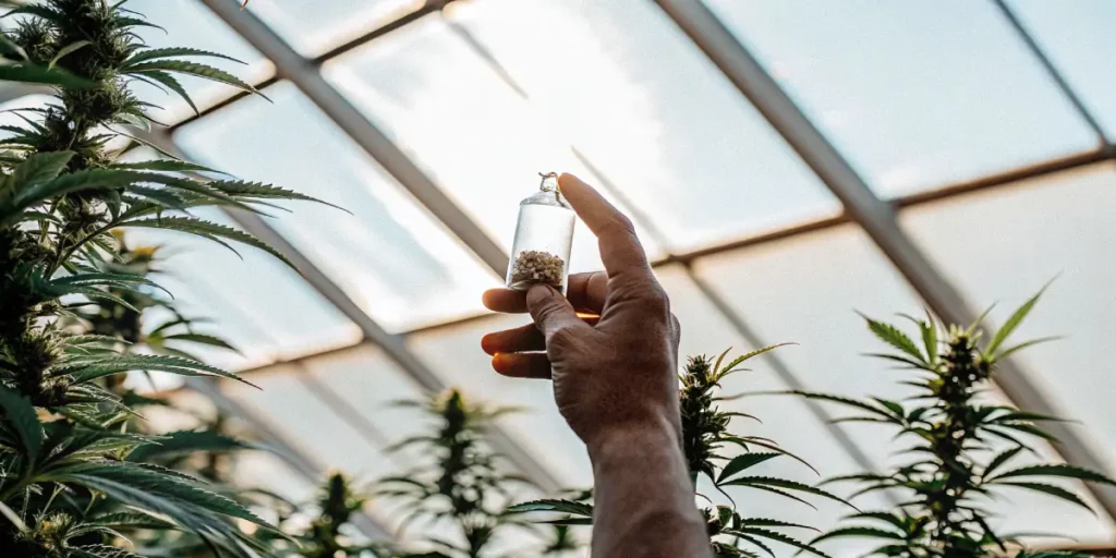 hand holding cannabis seeds in greenhouse sunlight