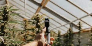 handheld refractometer testing cannabis plants in greenhouse under sunlight