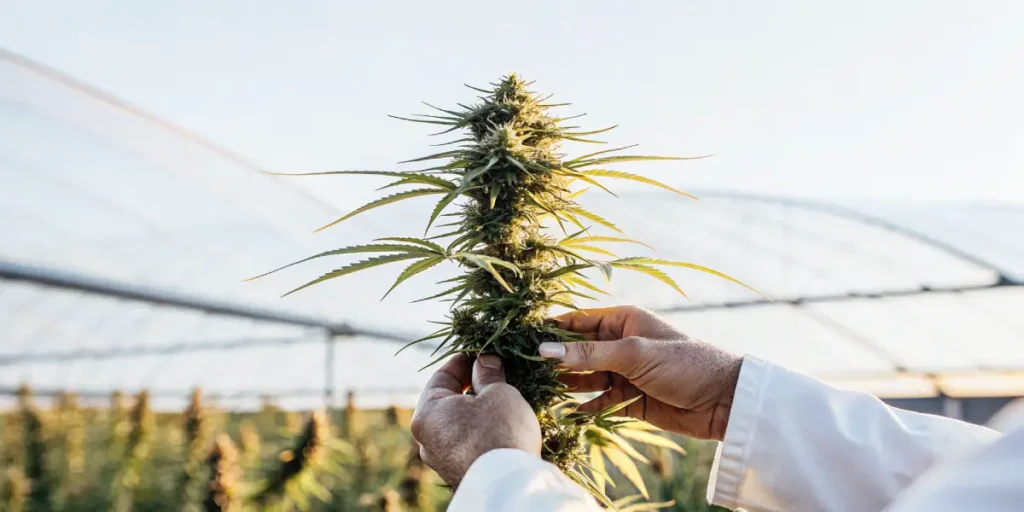 hands holding cannabis plant in greenhouse sunlight